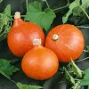 Nasiona — Apte Dynia Olbrzymia Dolores (dynia olbrzymia) nasiona, opakowanie 5 g