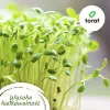Toraf Flavor Symphony Seed Set - 12 Packages