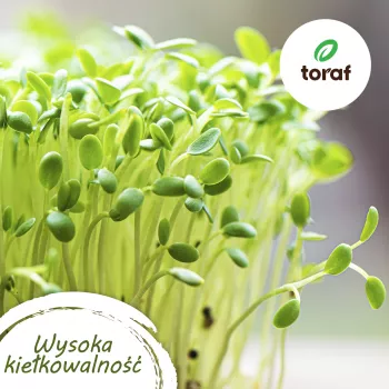 Toraf Flavor Symphony Seed Set - 12 Packages