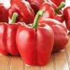 Seed Pellets Seklos LT Ożarowska Papryka 50 nasion (otoczkowane)