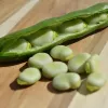 Opakowanie nasion Apte PNOS — Bób Jankiel Biały, 50 g
