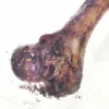 PETMEX Kość z szynki - gryzak dla psa - 1 szt.