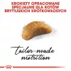Sucha karma dla kota Royal Canin British Shorthair Kitten 2 kg – kurczak, 38% białka, 20% tłuszczu, formuła wzrostu