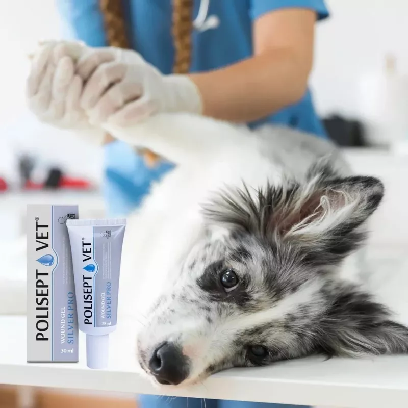 Żel na rany JM Sante Polisept Vet srebrny Pro 30 ml — miejscowa pielęgnacja ran dla psów i kotów, tubka 30 ml