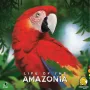 Life of the Amazonia, gra planszowa
