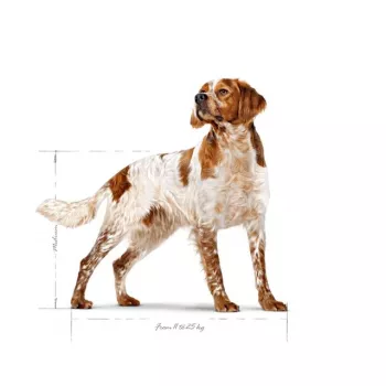 Sucha karma dla psów Royal Canin SHN Medium Adult 15 kg — kompletne żywienie dla dorosłych psów ras średnich, drób, 25% białka, 14% tłuszczu