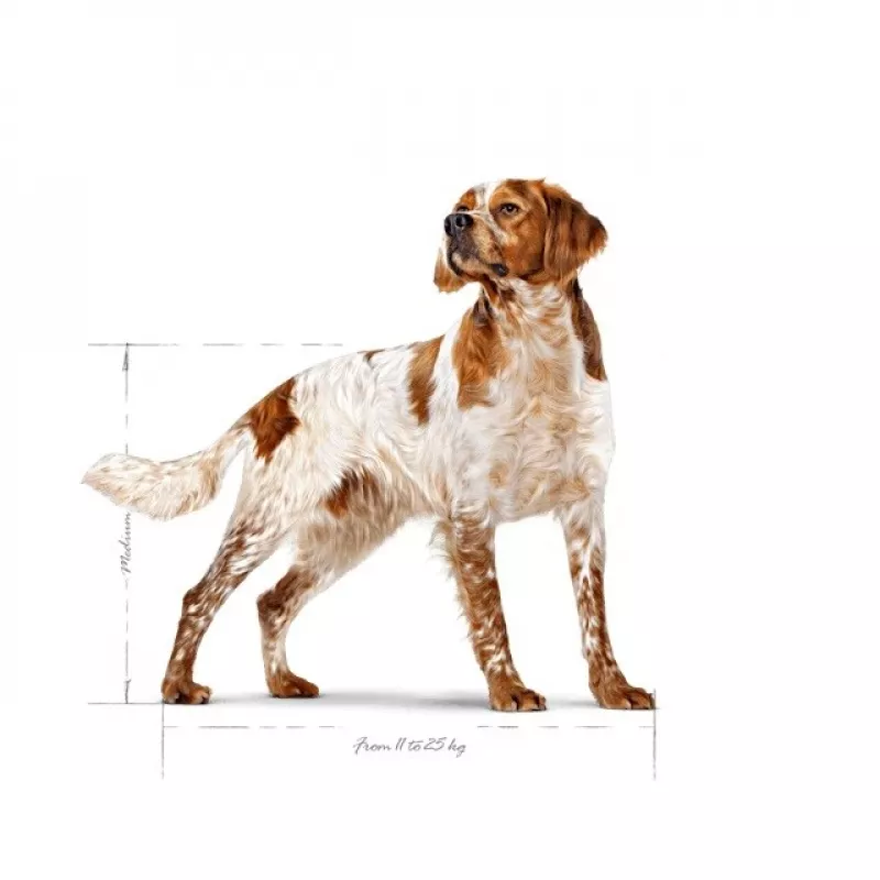 Sucha karma dla psów Royal Canin SHN Medium Adult 15 kg — kompletne żywienie dla dorosłych psów ras średnich, drób, 25% białka, 14% tłuszczu