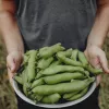 Opakowanie nasion Apte PNOS — Bób Jankiel Biały, 50 g
