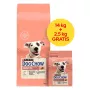 PURINA Dog Chow Sensitive Salmon - sucha karma dla psa - 14 + 2,5kg