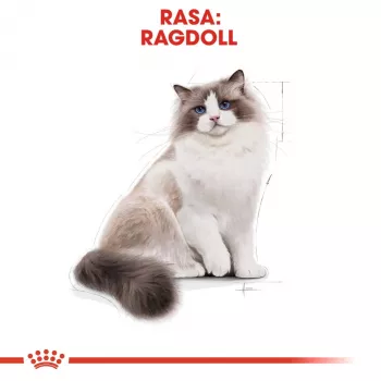 Sucha karma dla kota Royal Canin Ragdoll Adult 2 kg — kurczak, 32% białka, 18% tłuszczu