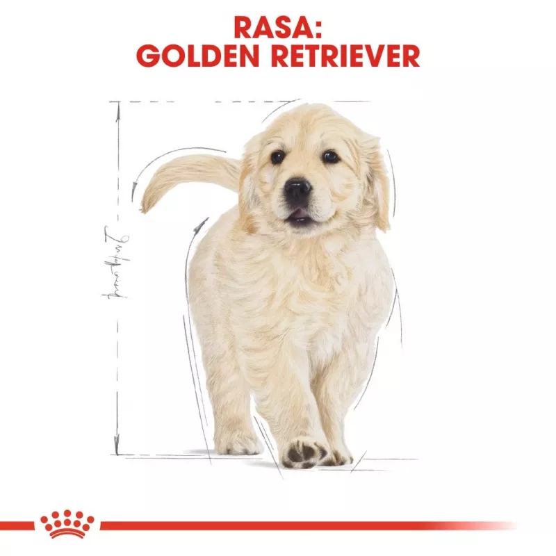 Royal Canin Golden Retriever Puppy sucha karma dla psów, 12 kg