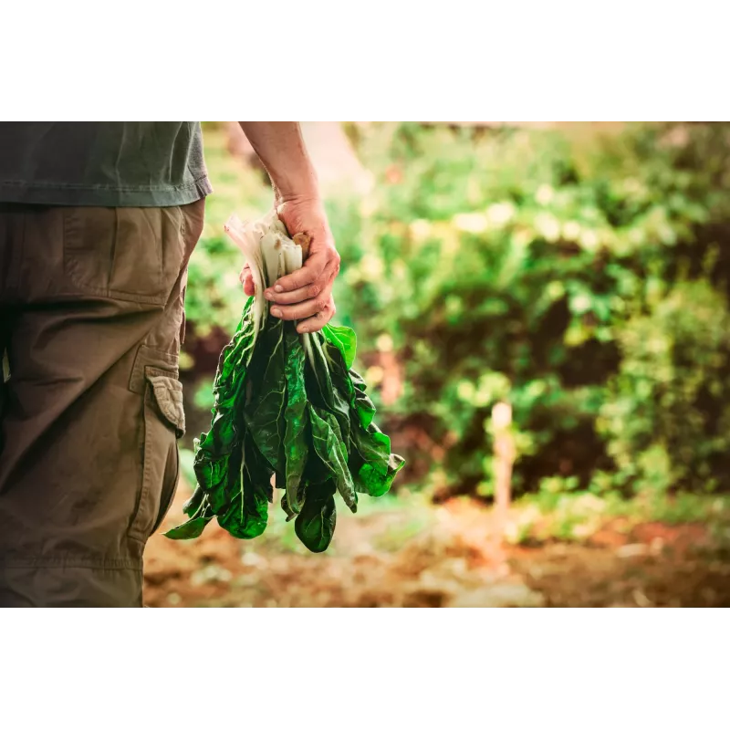 Nasiona warzyw Lucullus Leaf Beet Toraf, opakowanie 5 g