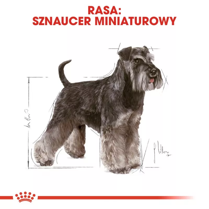 Sucha karma dla psa Royal Canin Miniature Schnauzer Adult, drób, 3 kg, dla małych ras