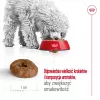 ROYAL CANIN Mini Ageing Adult +12 - sucha karma dla psów - 3,5 kg