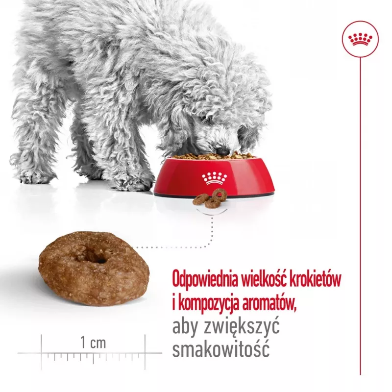 ROYAL CANIN Mini Ageing Adult +12 - sucha karma dla psów - 3,5 kg