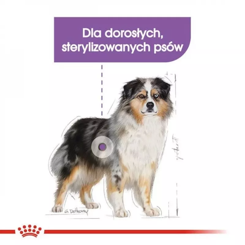 Sucha karma dla psów Royal Canin Medium Sterilised Adult 12 kg — dla wysterylizowanych dorosłych psów ras średnich, Drób, Białko 28%, Tłuszcz 13%
