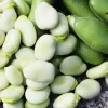 Opakowanie nasion Apte PNOS — Bób Jankiel Biały, 50 g