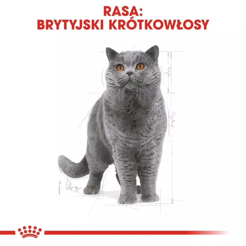 Royal Canin British Shorthair sucha karma dla dorosłych kotów 4 kg