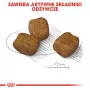 Sucha karma dla psa Royal Canin Mini Dental Care 3 kg — dorosłe psy ras małych, drób, pielęgnacja zębów