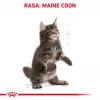 Sucha karma dla kota Royal Canin Maine Coon Kitten 2 kg — drób, białko 36%, tłuszcz 23%