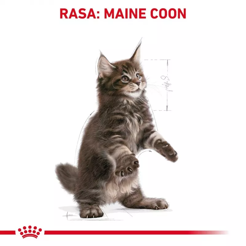 Sucha karma dla kota Royal Canin Maine Coon Kitten 2 kg — drób, białko 36%, tłuszcz 23%