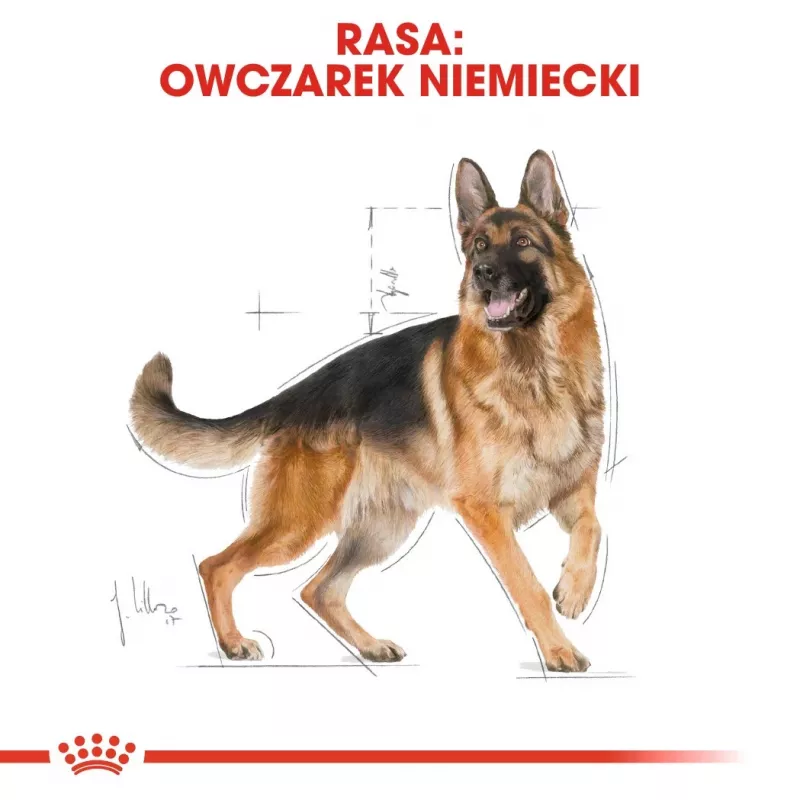 Sucha karma dla psa Royal Canin German Shepherd Adult, 11 kg — duża rasa, drób, 24% białka, 19% tłuszczu