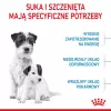 Sucha karma dla psa Royal Canin Starter Mother & Babydog 1 kg — kurczak, 30% białka, 22% tłuszczu