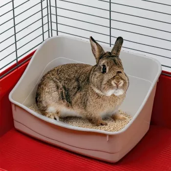 Otwarta kuweta narożna FERPLAST Rabbit toaleta dla królika plastikowa szara 370×270×185 mm