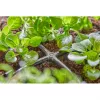 Gardena 13214-20 Narzędzie ogrodowe Czarny