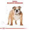 Royal Canin Bulldog Adult sucha karma dla psów, 12 kg