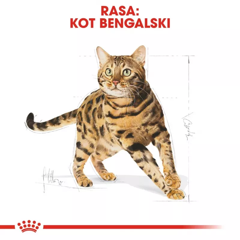 Sucha karma dla kota Royal Canin Bengal Adult 2 kg — drób, 40% białka, 18% tłuszczu, pielęgnacja układu pokarmowego i skóry