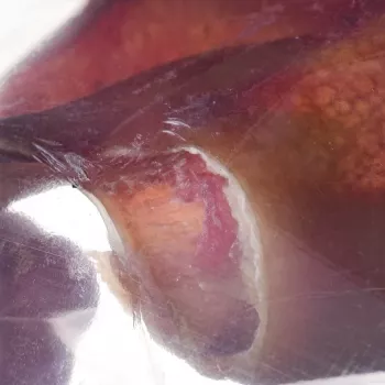 Gryzak dla psa PETMEX Ucho Wieprzowe 40 g — naturalny przysmak dentystyczny z ucha wieprzowego dla psów średnich i dużych