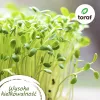 Zestaw nasion pomidorów Toraf Eden - 8 opakowań