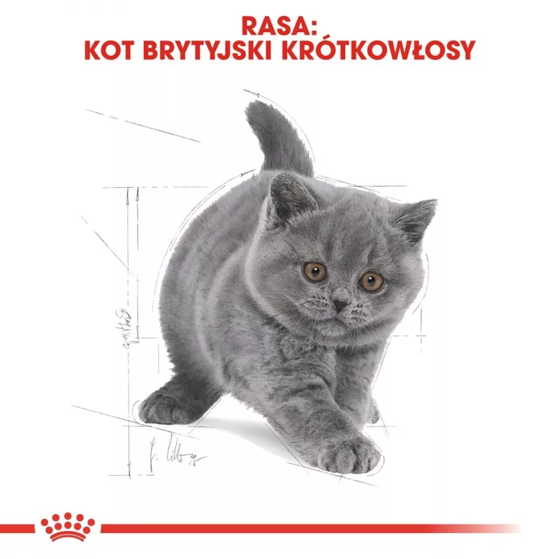 Sucha karma dla kota Royal Canin British Shorthair Kitten 2 kg – kurczak, 38% białka, 20% tłuszczu, formuła wzrostu