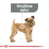 Sucha karma dla psa Royal Canin Mini Dental Care 3 kg — dorosłe psy ras małych, drób, pielęgnacja zębów