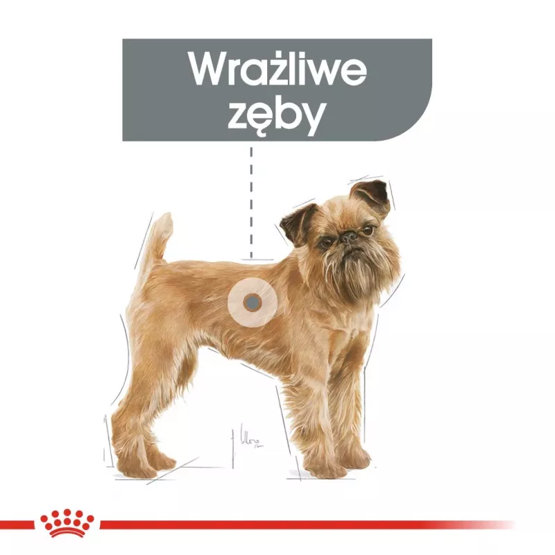 Sucha karma dla psa Royal Canin Mini Dental Care 3 kg — dorosłe psy ras małych, drób, pielęgnacja zębów