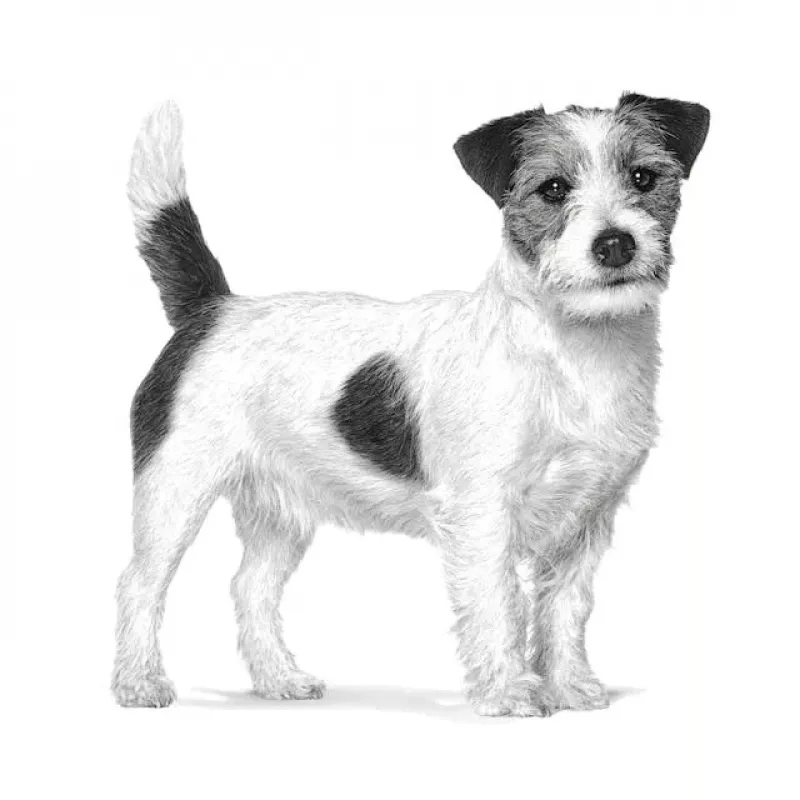 Sucha karma dla psa Royal Canin Anallergenic Small 1,5 kg — hipoalergiczna formuła dla dorosłych psów małych ras