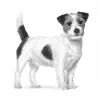 Sucha karma dla psa Royal Canin Anallergenic Small — hipoalergiczna formuła dla małych psów dorosłych, 3 kg, smak mięsny, bezglutenowa i bezcukrowa
