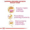 Sucha karma dla kota Royal Canin British Shorthair Kitten 2 kg – kurczak, 38% białka, 20% tłuszczu, formuła wzrostu