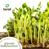 Zestaw nasion Toraf Summer Flavors - 7 opakowań