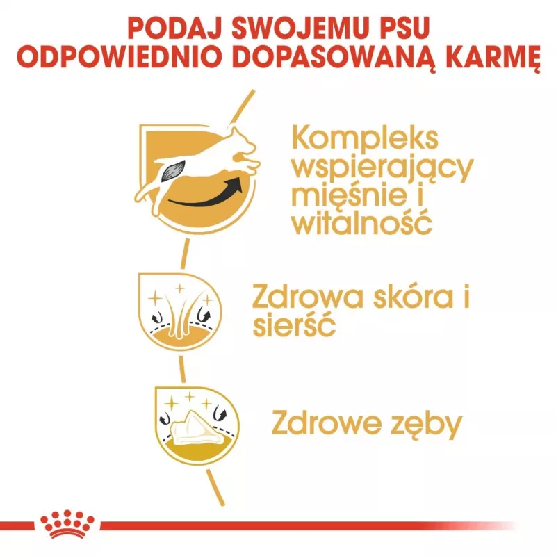 ROYAL CANIN Jack Russell Adult - sucha karma dla psów - 7,5 kg