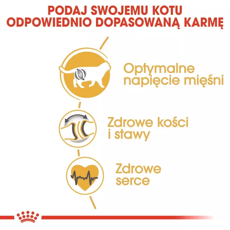 Royal Canin British Shorthair sucha karma dla dorosłych kotów 4 kg