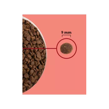 ACANA Highest Protein do użytku wewnętrznego Cat - sucha karma dla kotów - 4,5 kg