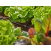 Złącze do węża Gardena 13211-20 Plastik Czarny 10 szt.