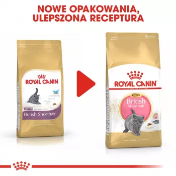 Sucha karma dla kota Royal Canin British Shorthair Kitten 2 kg – kurczak, 38% białka, 20% tłuszczu, formuła wzrostu