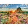 Puzzle, schmidt spiele Heath at Sunset, 1000 elementów, scena pejzażowa