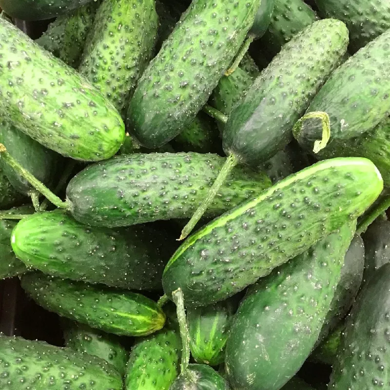 Taśma nasienna Apte Ogórek Reja F1 ogórek 6 m z nawozem o spowolnionym uwalnianiu Platnacote, odmiana średnio wczesna