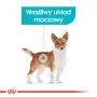 Sucha karma dla psa Royal Canin Mini Urinary Care 3 kg — małe rasy, drób, 27% białka, 16% tłuszczu
