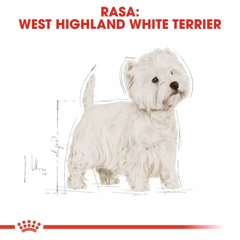 Royal Canin BHN West Highland Biały Terrier Adult - sucha karma dla dorosłych psów - 3 kg