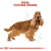 Royal Canin Cocker Adult sucha karma dla psów, 12 kg
